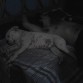 dormir es lo q mejor hacemos